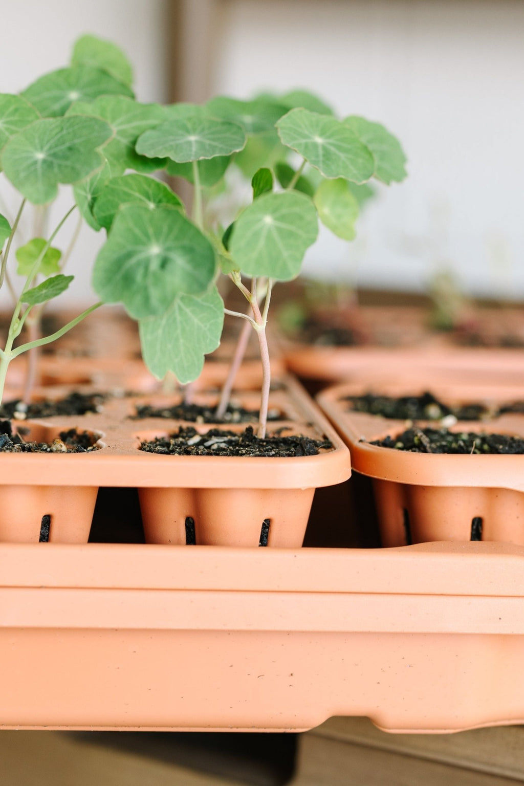 GreenStalk Garden Seed Starter Kit with Domes - Cheeky Garden