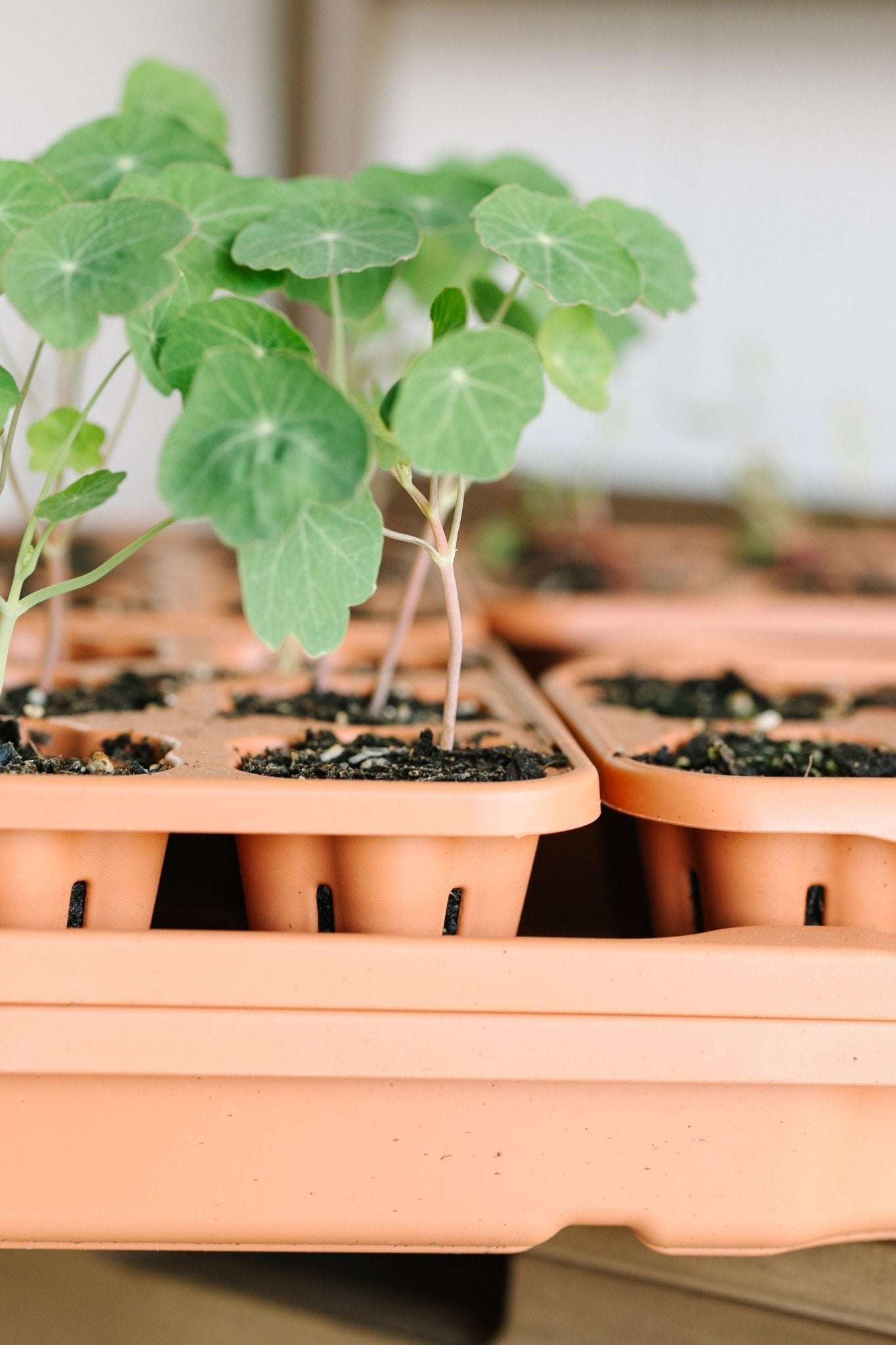 GreenStalk Garden Seed Starter Kit with Domes - Cheeky Garden