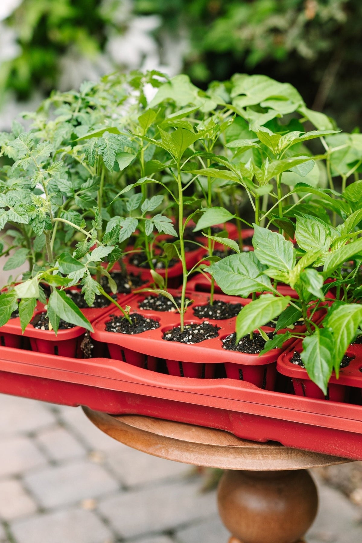 GreenStalk Garden Seed Starter Kit with Domes - Cheeky Garden