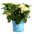 Grin and Tonic™ Reblooming Hydrangea - Cheeky Garden