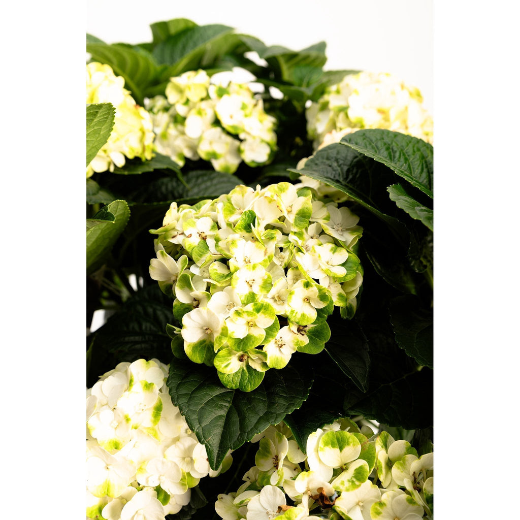 Grin and Tonic™ Reblooming Hydrangea - Cheeky Garden