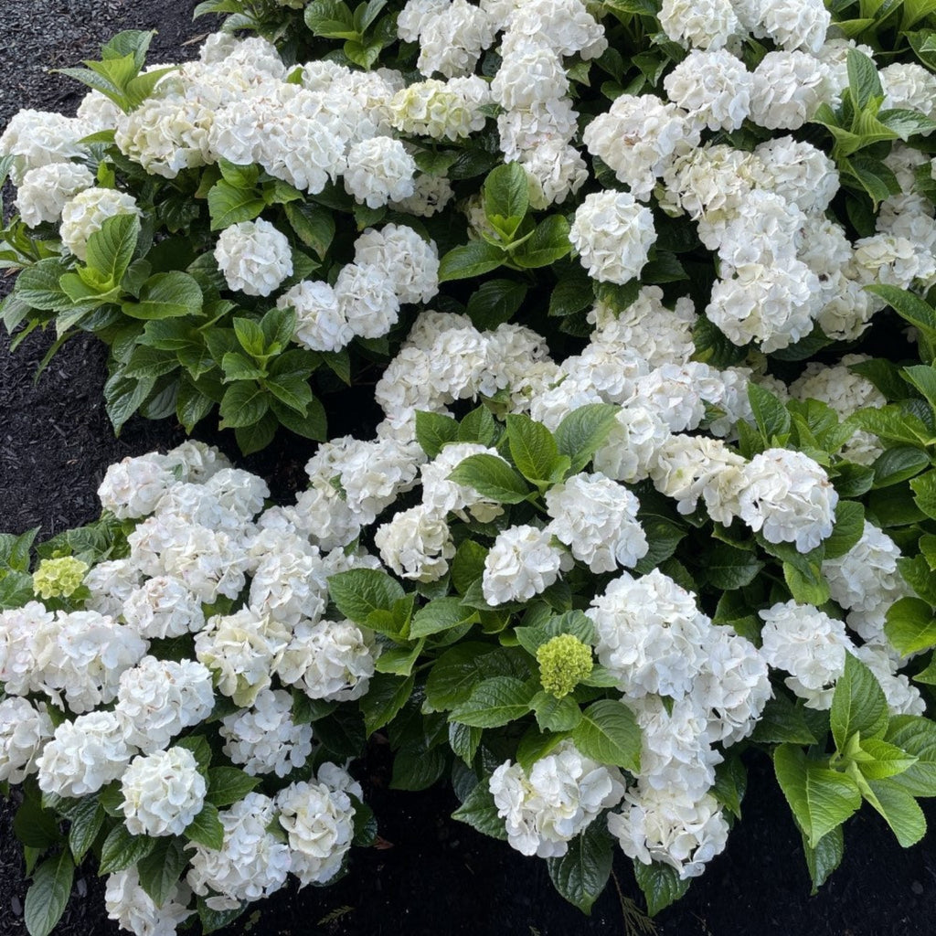 Grin and Tonic™ Reblooming Hydrangea - Cheeky Garden
