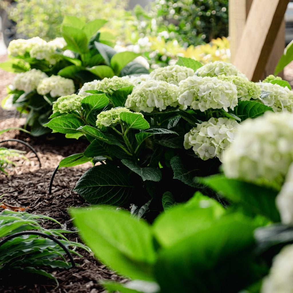 Grin and Tonic™ Reblooming Hydrangea - Cheeky Garden