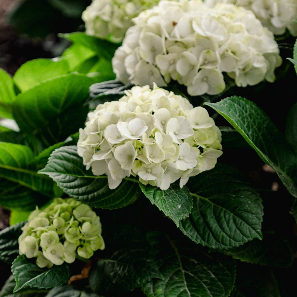 Grin and Tonic™ Reblooming Hydrangea - Cheeky Garden