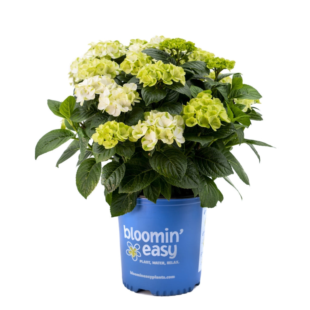 Grin and Tonic™ Reblooming Hydrangea - Cheeky Garden