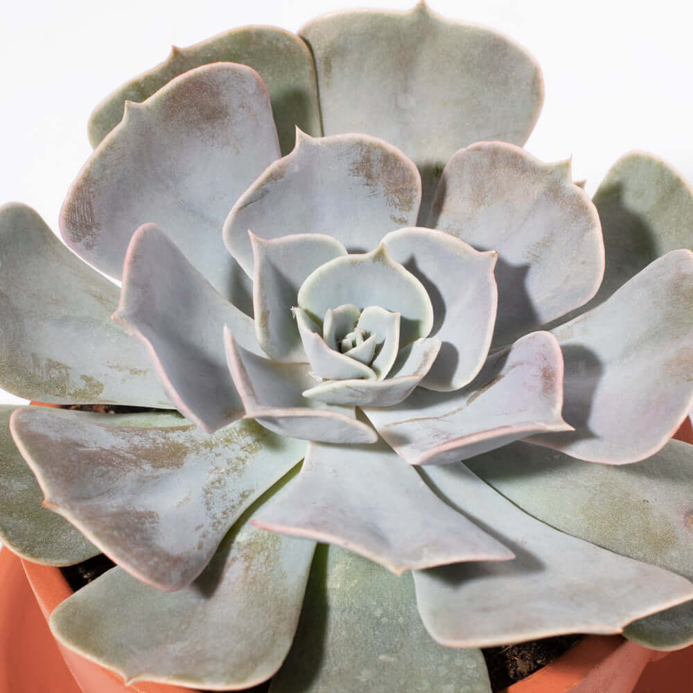 Grower’s Choice Mystery Echeveria Succulent – 4" Nursery - Cheeky Garden