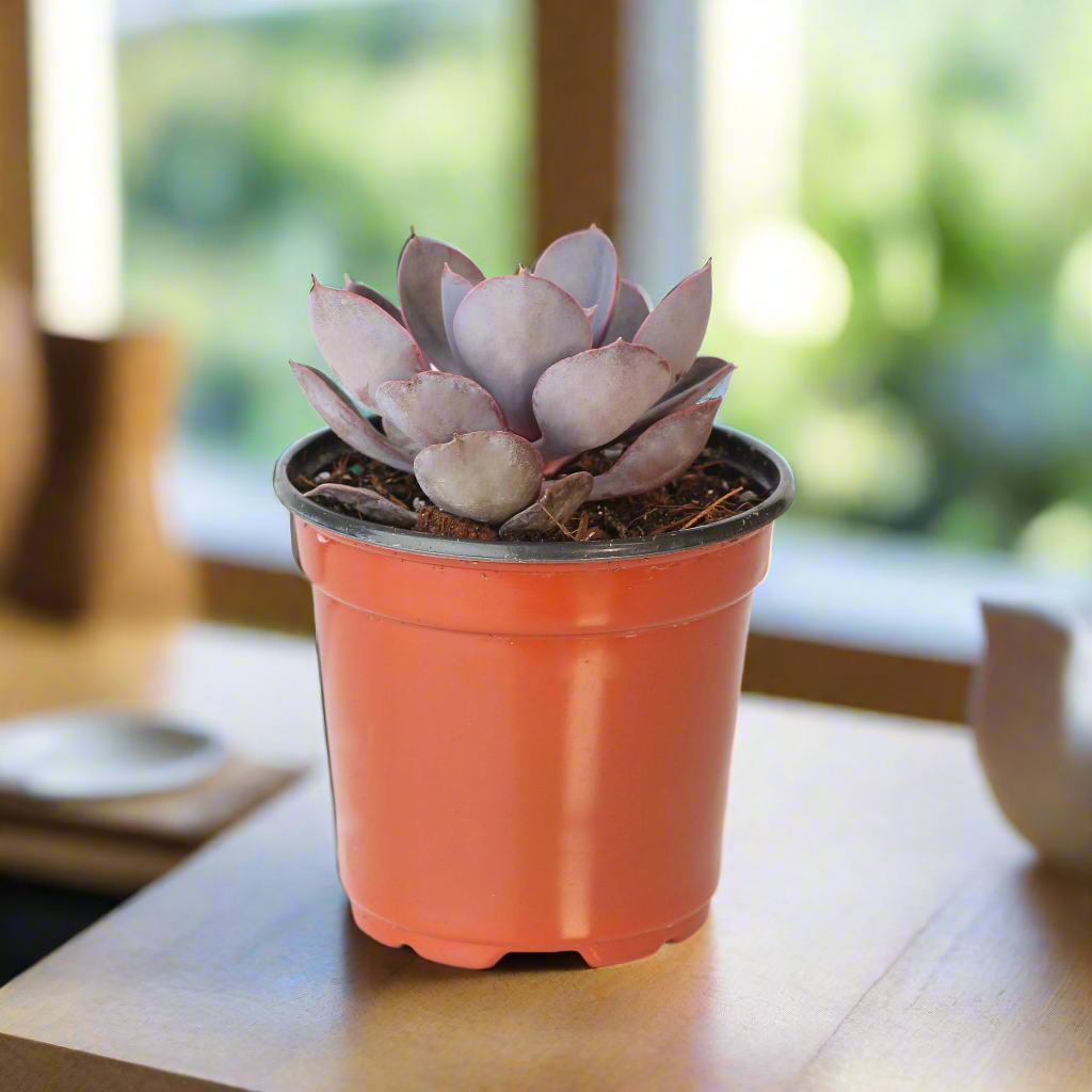Grower’s Choice Mystery Echeveria Succulent – 4" Nursery - Cheeky Garden