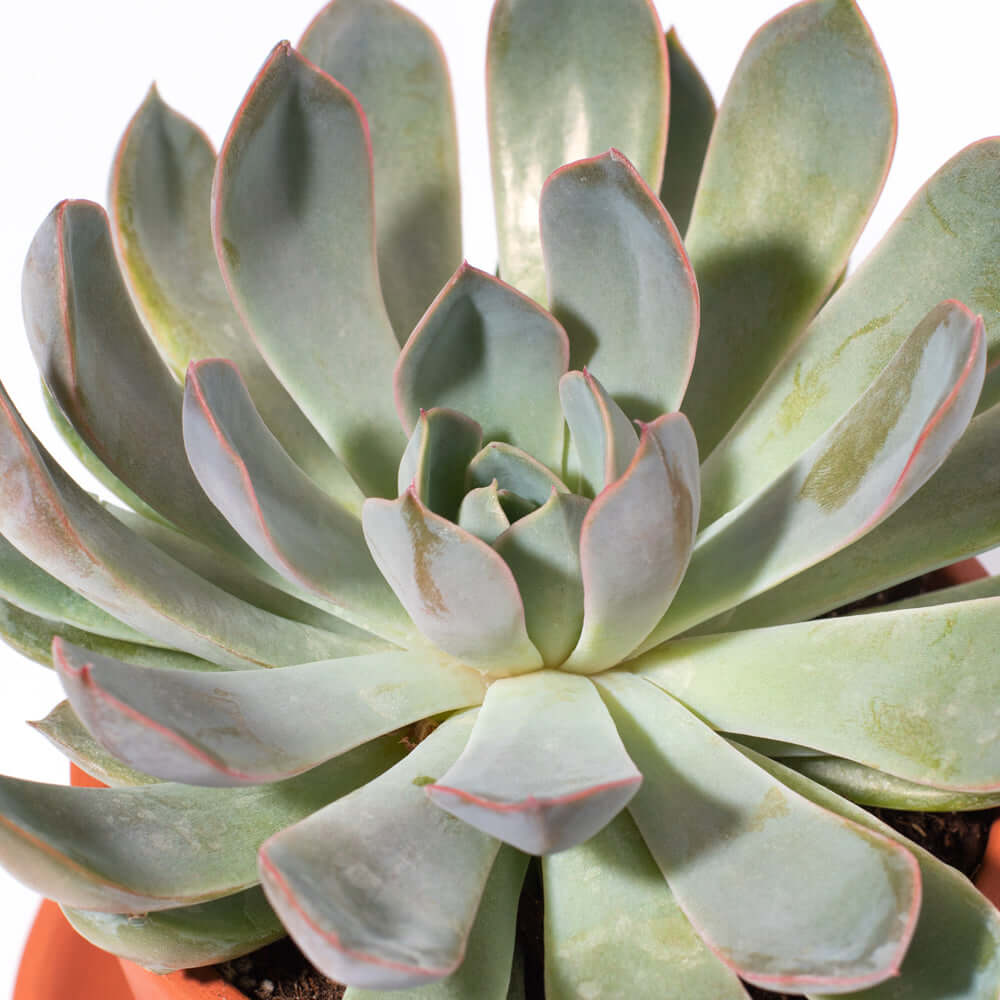 Grower’s Choice Mystery Echeveria Succulent – 4" Nursery - Cheeky Garden