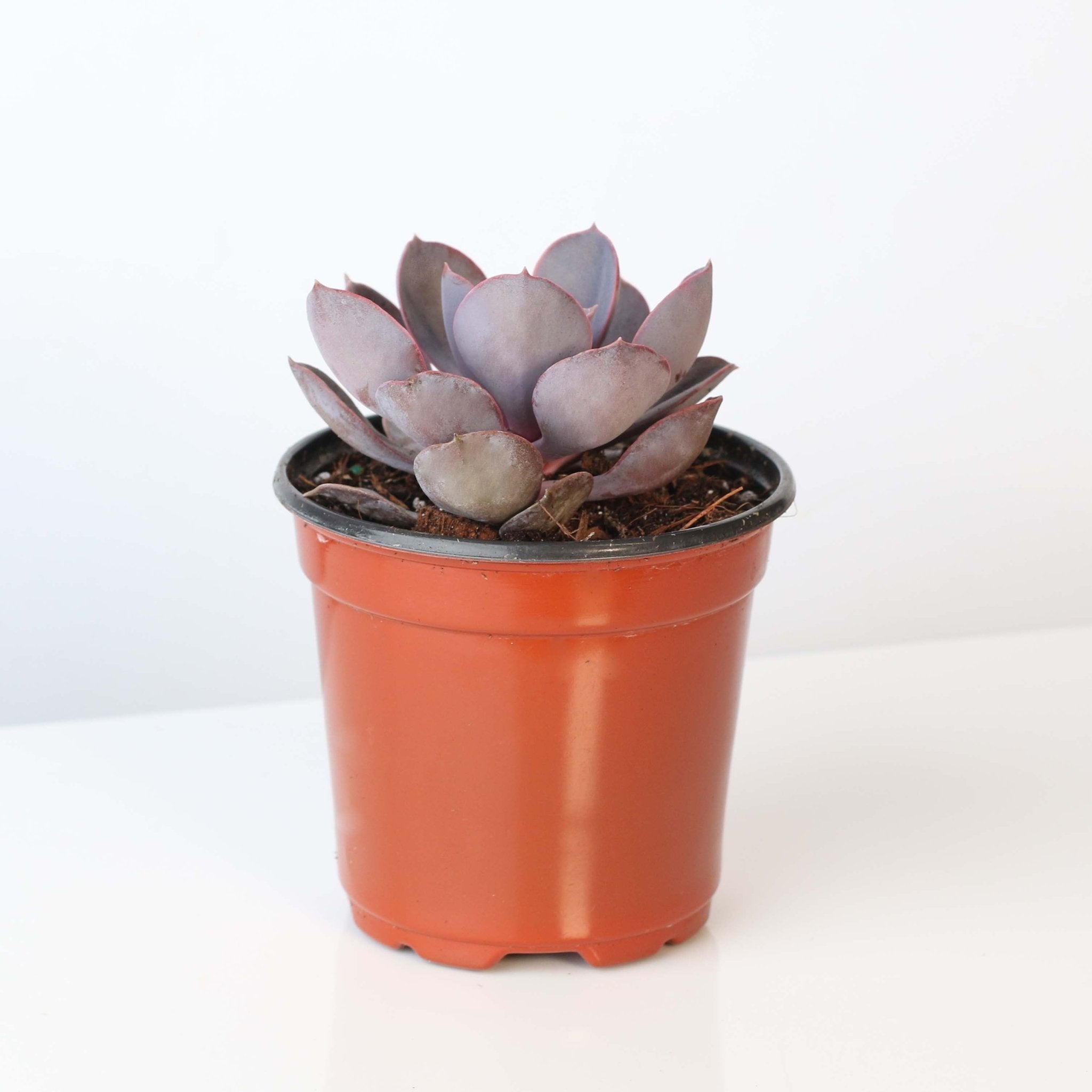 Grower’s Choice Mystery Echeveria Succulent – 4" Nursery - Cheeky Garden