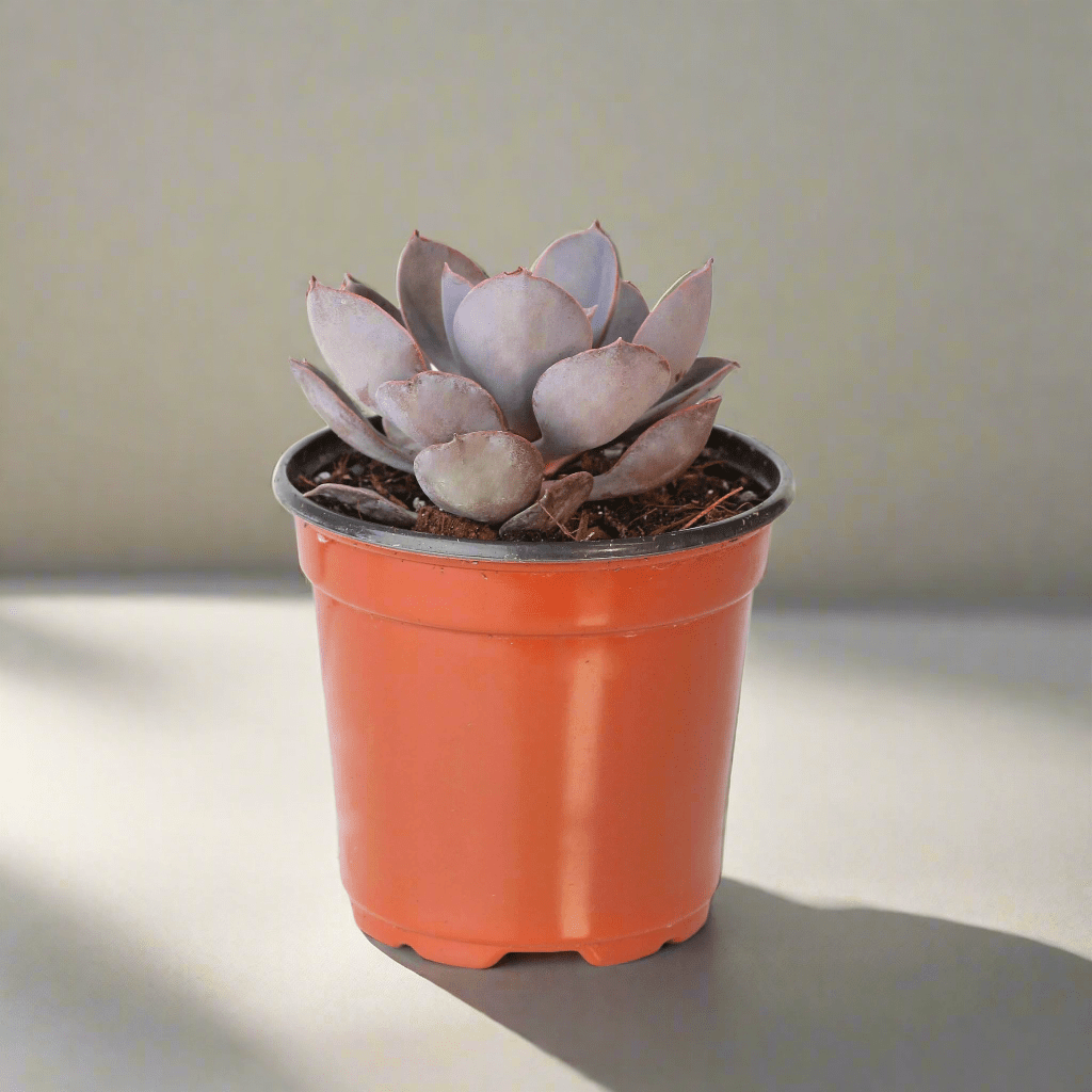 Grower’s Choice Mystery Echeveria Succulent – 4" Nursery - Cheeky Garden