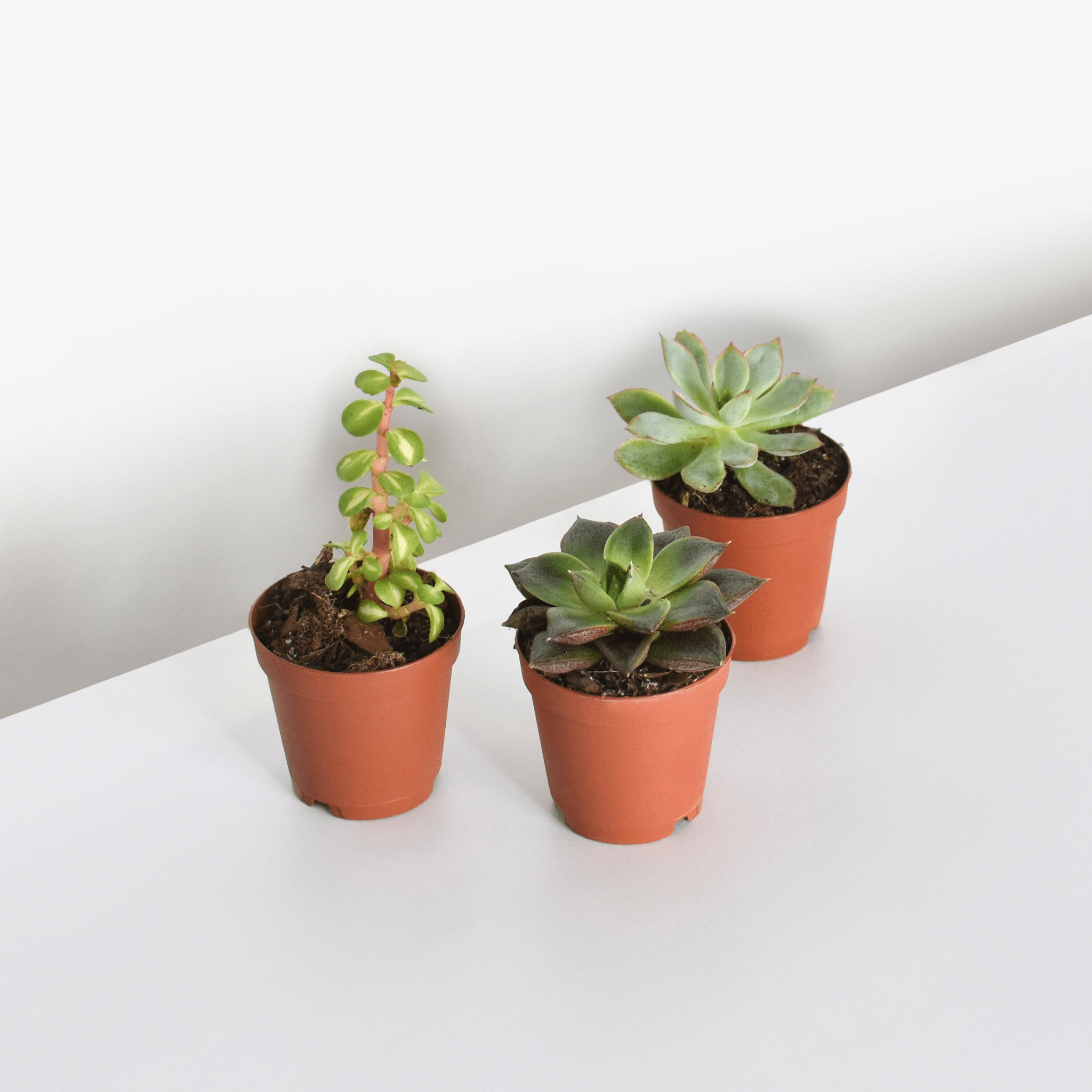 Grower’s Choice Succulent Bundle – 3 or 5 Pack - Cheeky Garden
