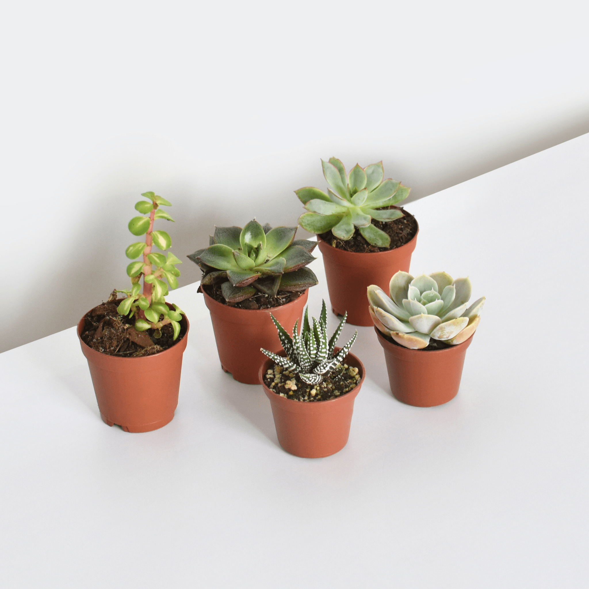 Grower’s Choice Succulent Bundle – 3 or 5 Pack - Cheeky Garden