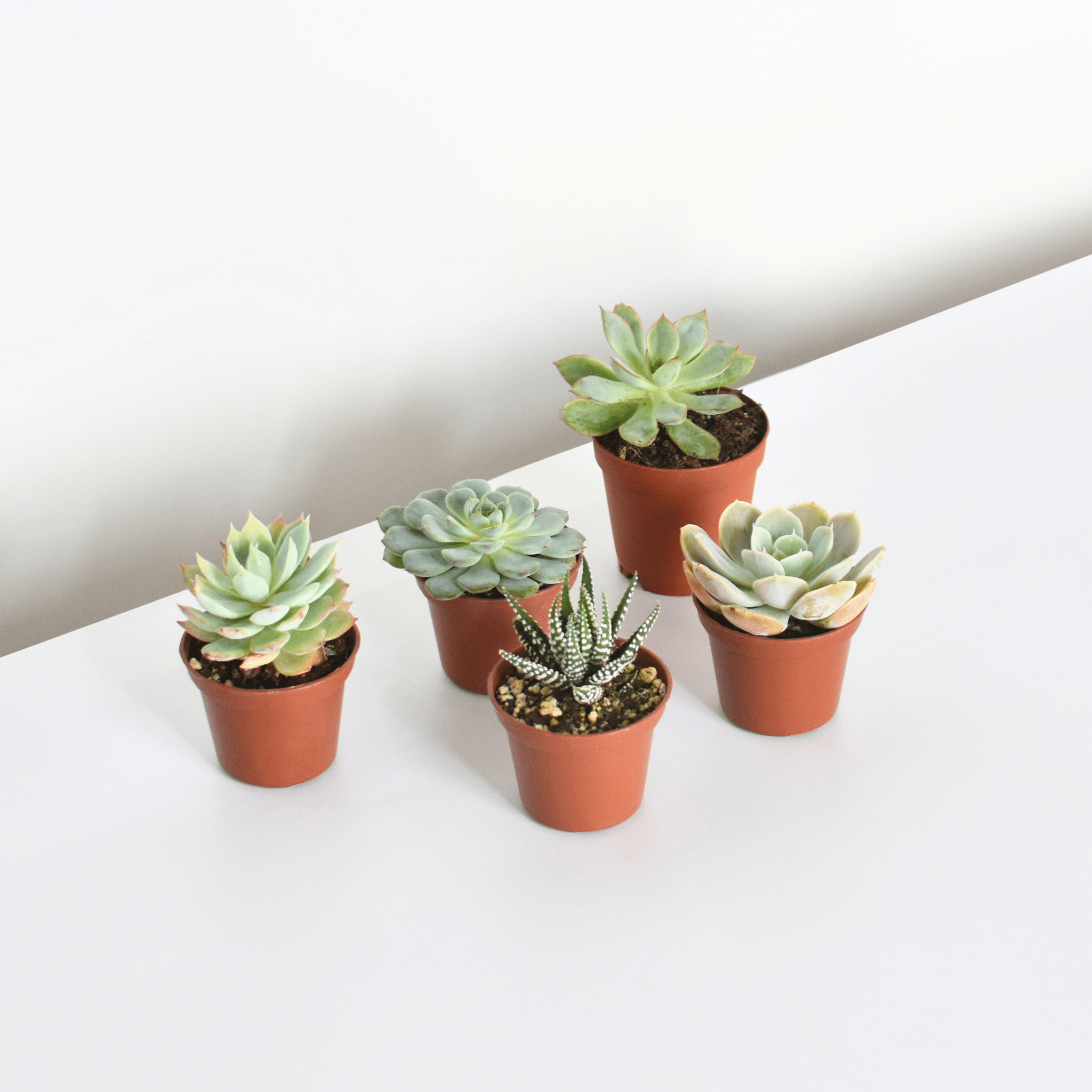 Grower’s Choice Succulent Bundle – 3 or 5 Pack - Cheeky Garden