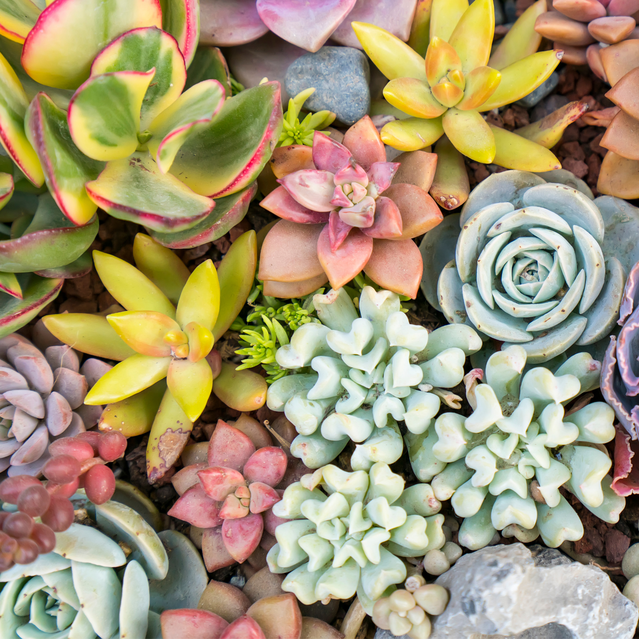 Grower’s Choice Succulent Bundle – 3 or 5 Pack - Cheeky Garden