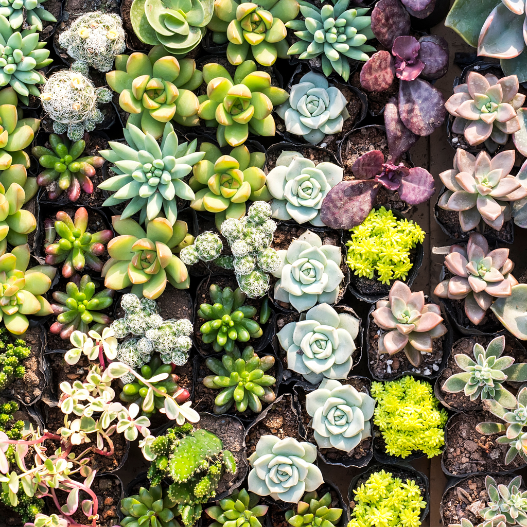Grower’s Choice Succulent Bundle – 3 or 5 Pack - Cheeky Garden