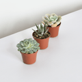 Grower’s Choice Succulent Bundle – 3 or 5 Pack - Cheeky Garden