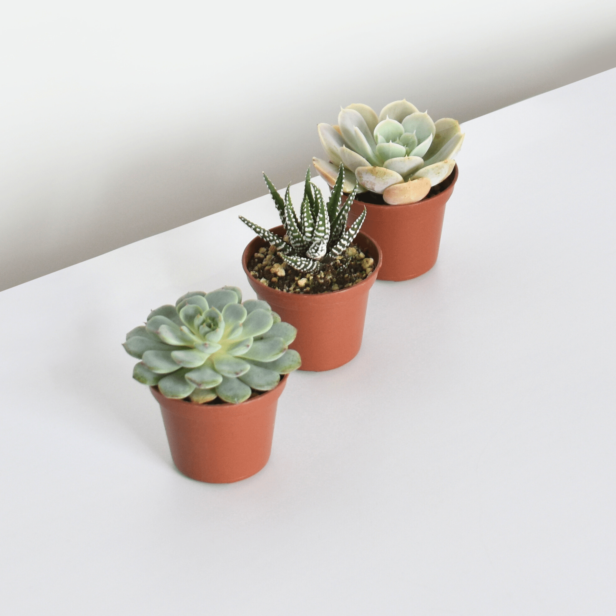 Grower’s Choice Succulent Bundle – 3 or 5 Pack - Cheeky Garden