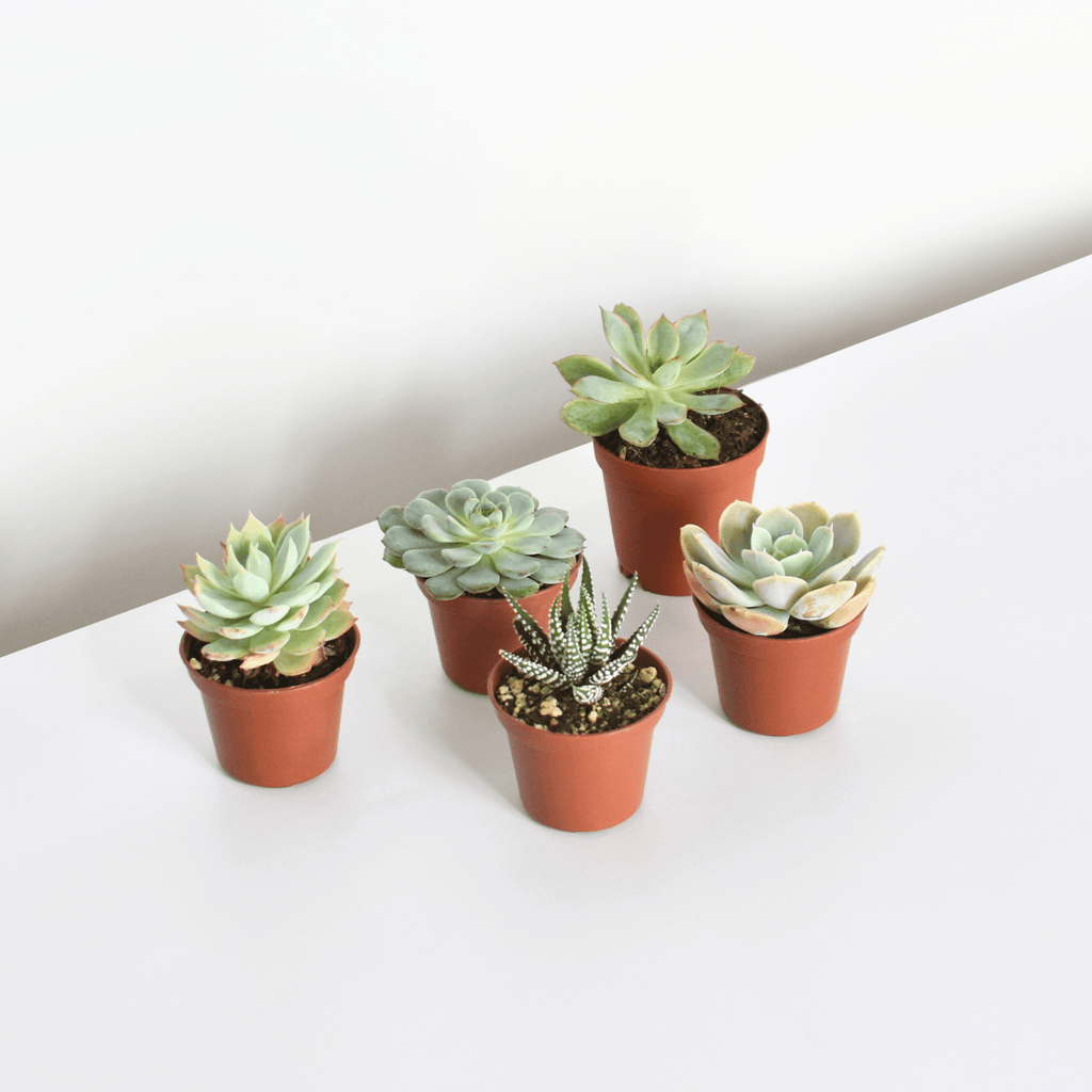 Grower’s Choice Succulent Bundle – 3 or 5 Pack - Cheeky Garden