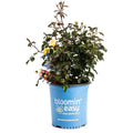 Gumball Goody™ Rose - Cheeky Garden
