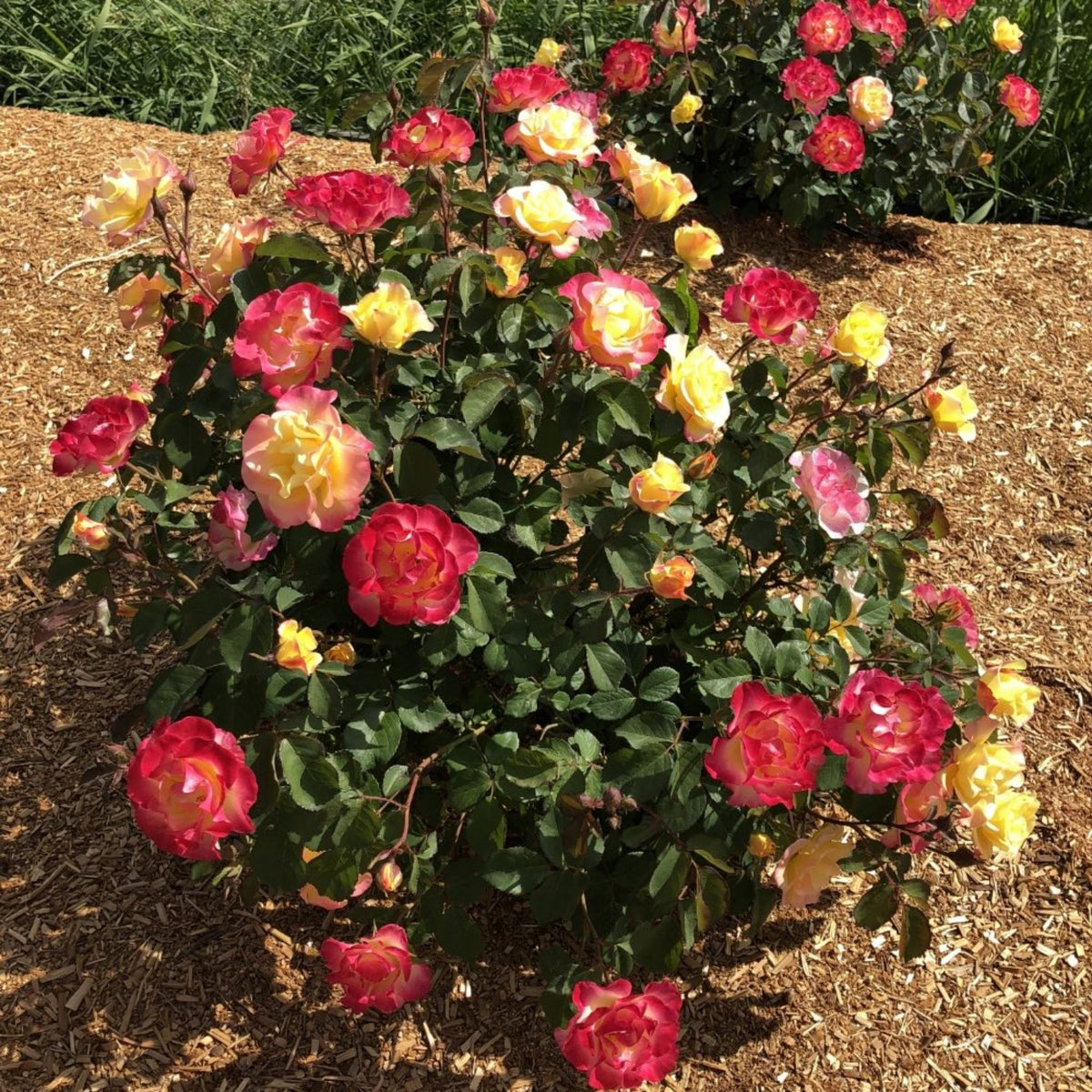 Gumball Goody™ Rose - Cheeky Garden