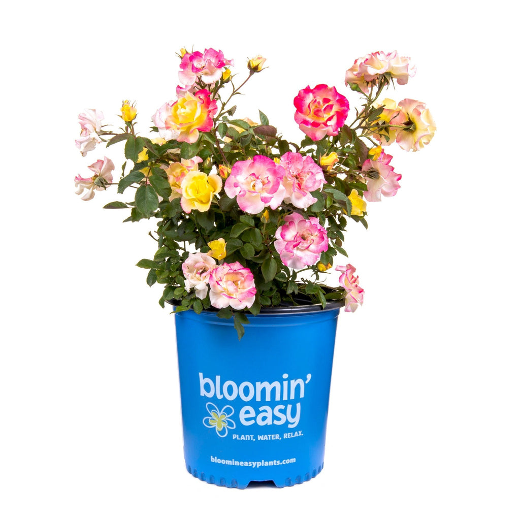 Gumball Goody™ Rose - Cheeky Garden