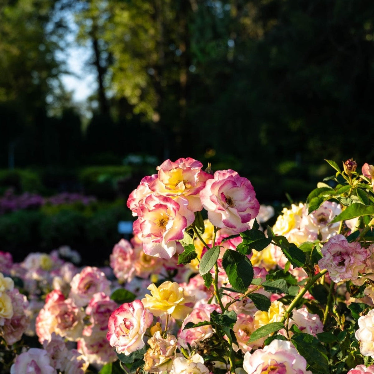 Gumball Goody™ Rose - Cheeky Garden