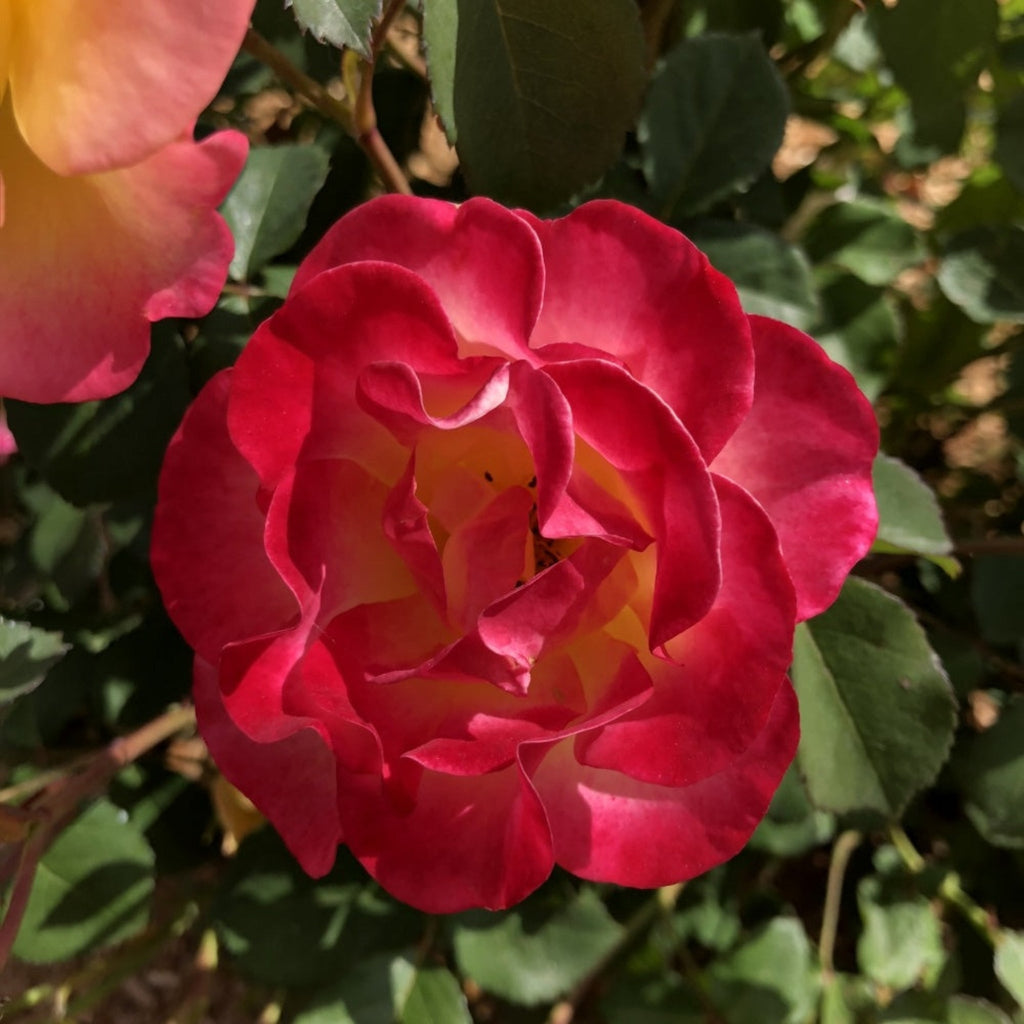 Gumball Goody™ Rose - Cheeky Garden