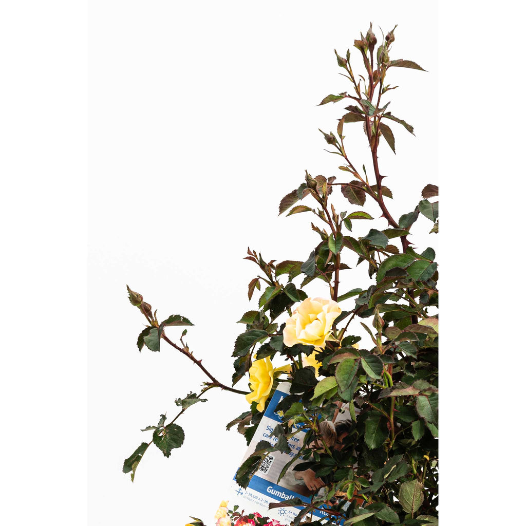 Gumball Goody™ Rose - Cheeky Garden