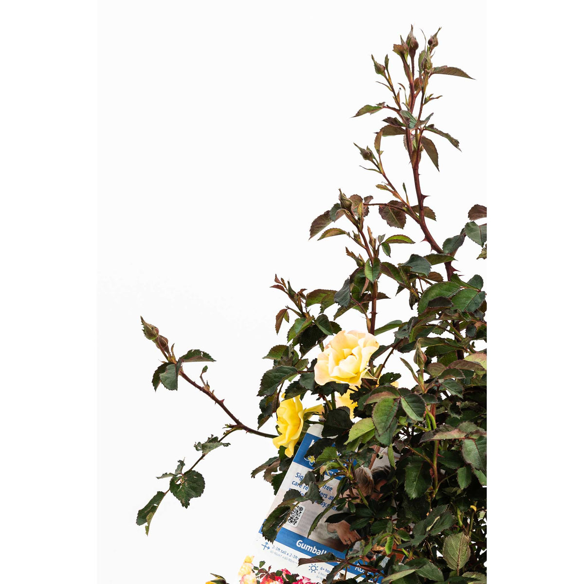 Gumball Goody™ Rose - Cheeky Garden