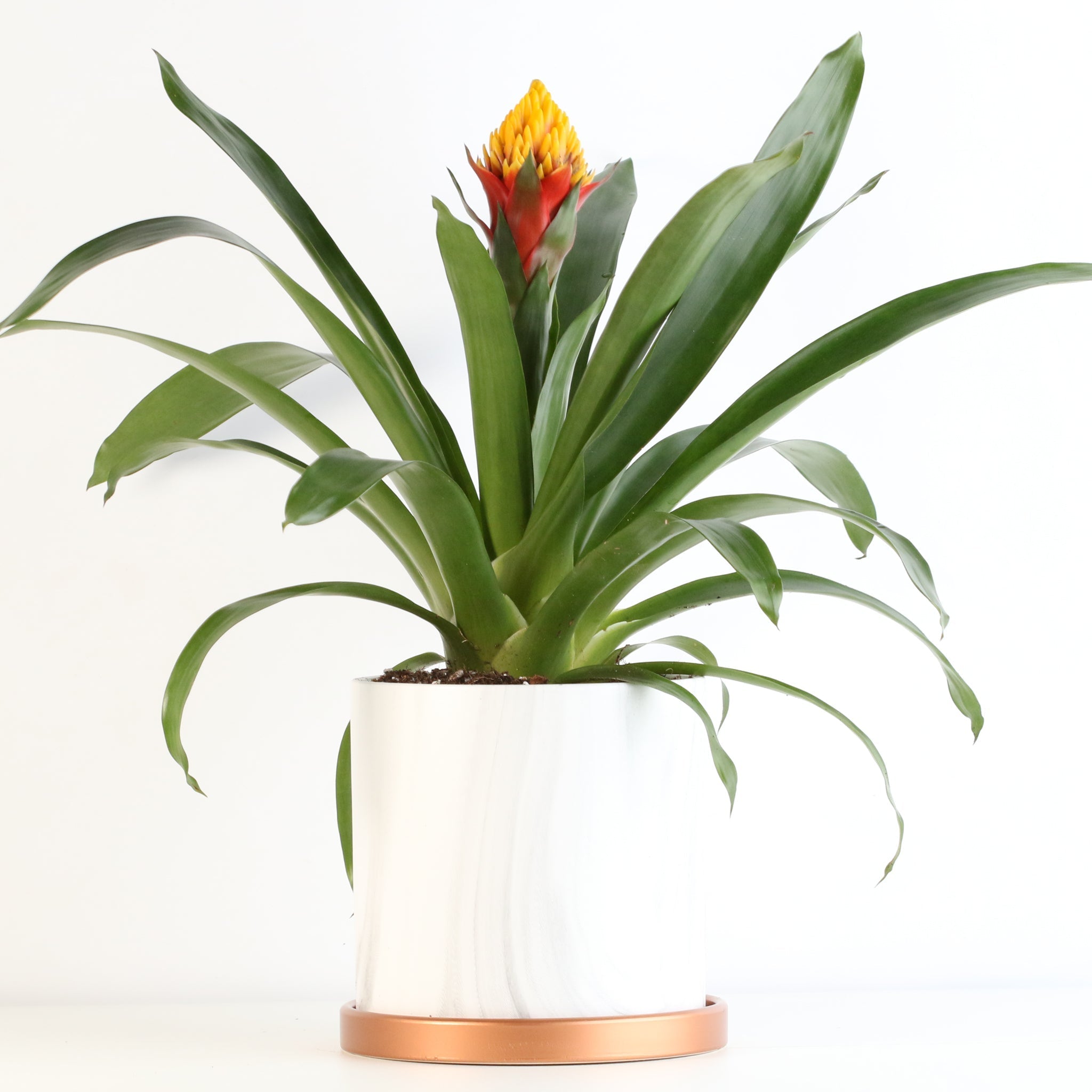 Guzmania Crown (Guzmania Conifera) - Cheeky Garden