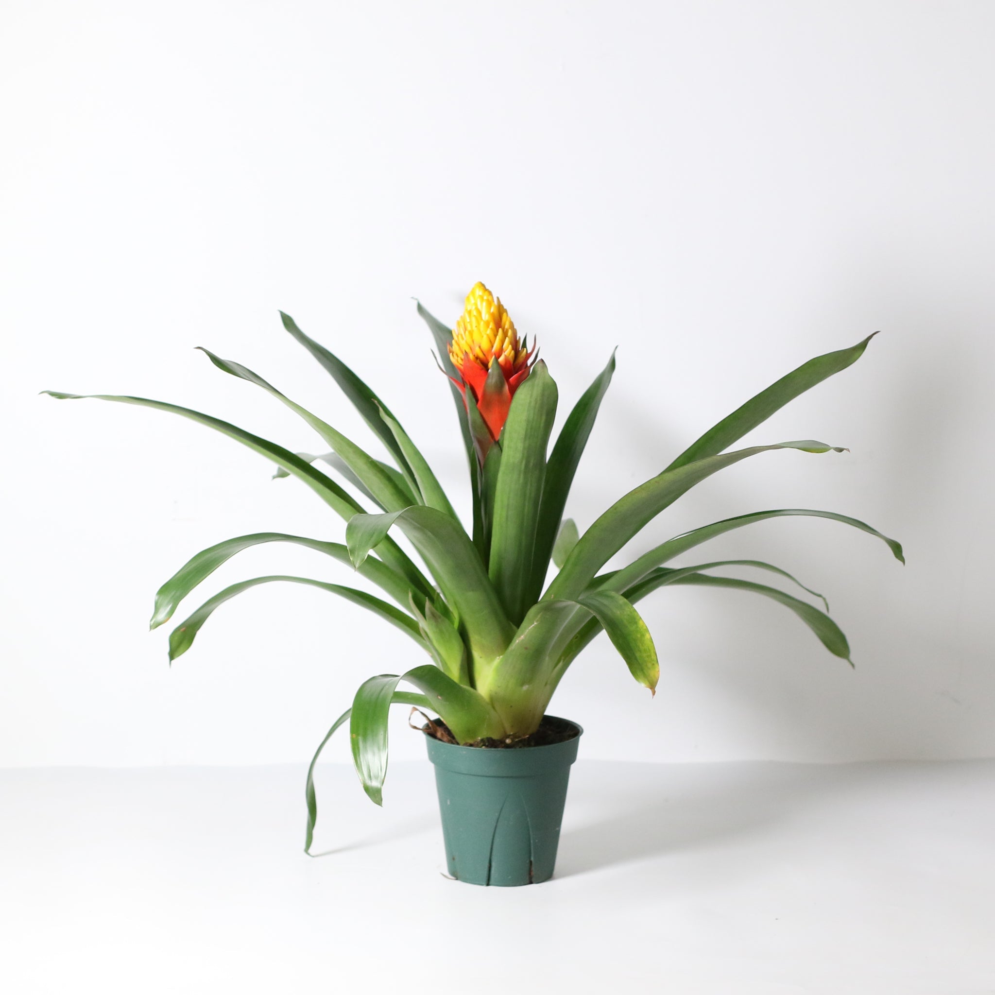 Guzmania Crown (Guzmania Conifera) - Cheeky Garden