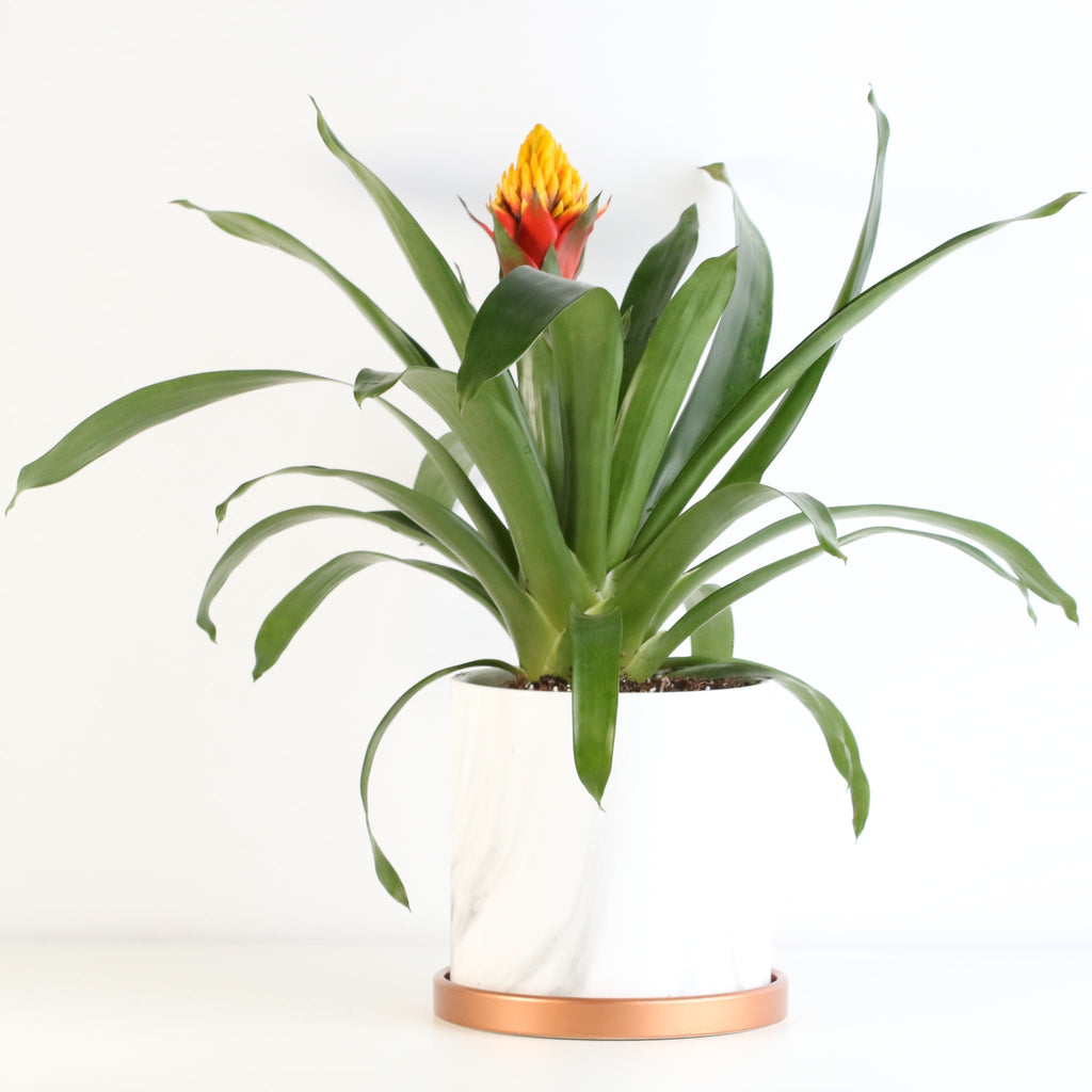 Guzmania Crown (Guzmania Conifera) - Cheeky Garden