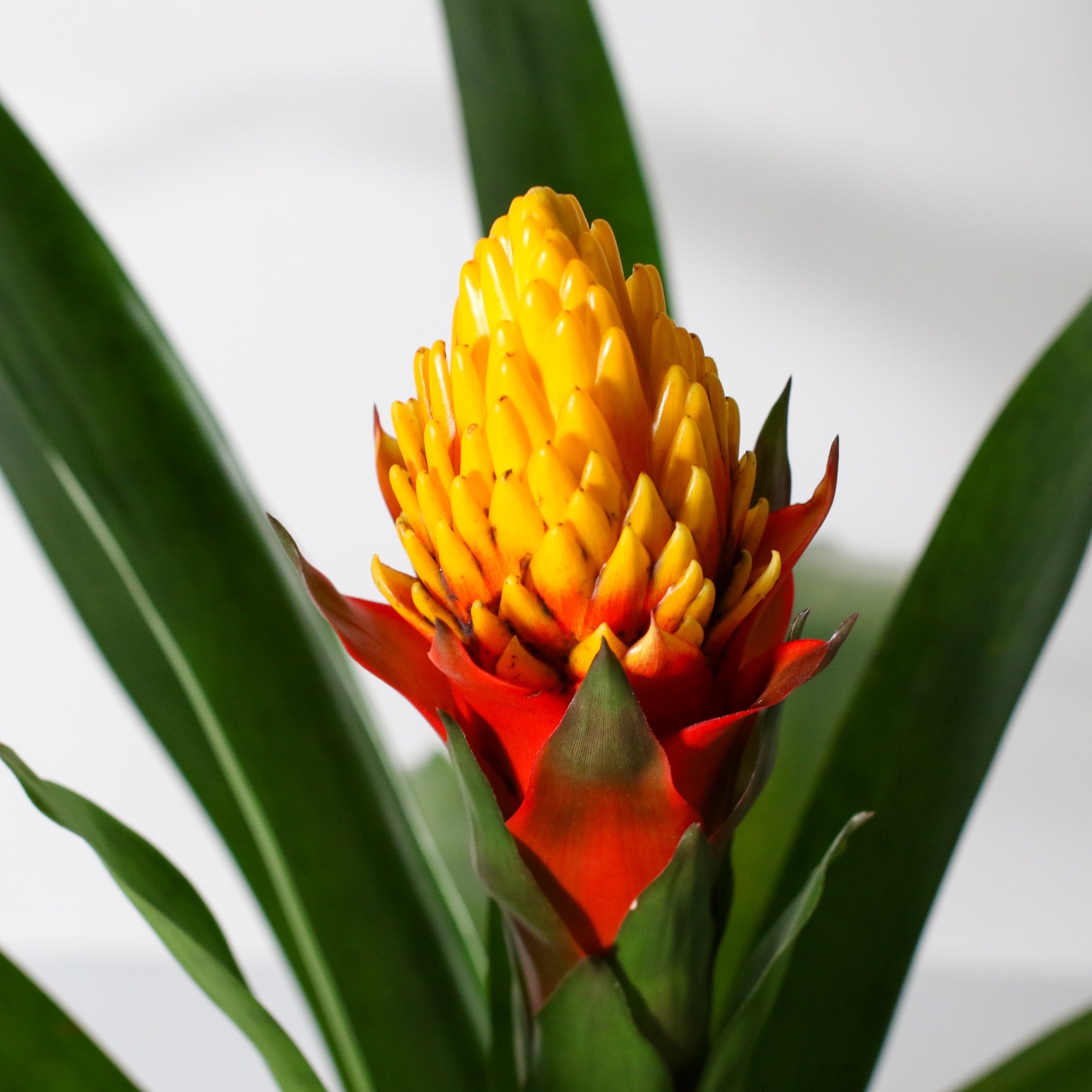 Guzmania Crown (Guzmania Conifera) - Cheeky Garden