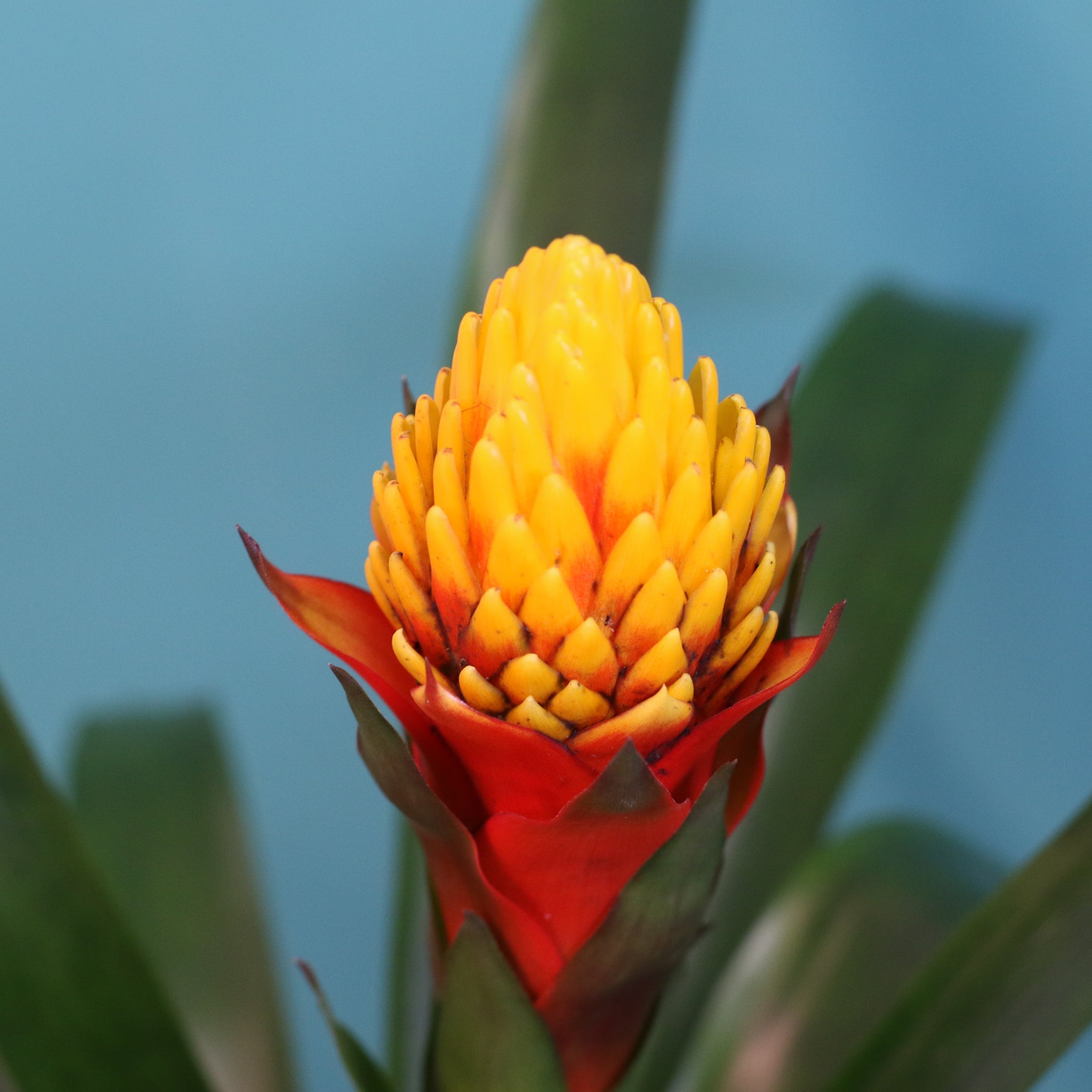 Guzmania Crown (Guzmania Conifera) - Cheeky Garden