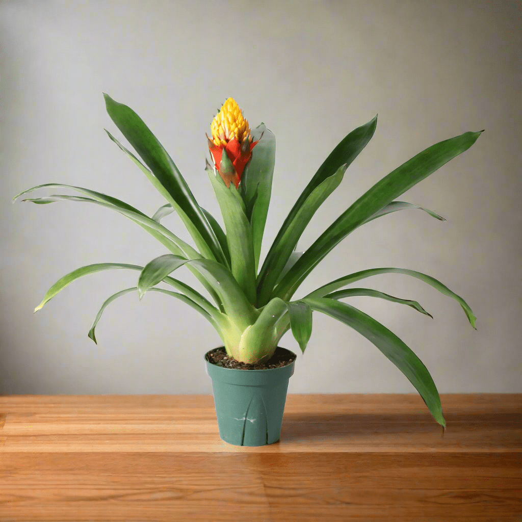 Guzmania Crown (Guzmania Conifera) - Cheeky Garden