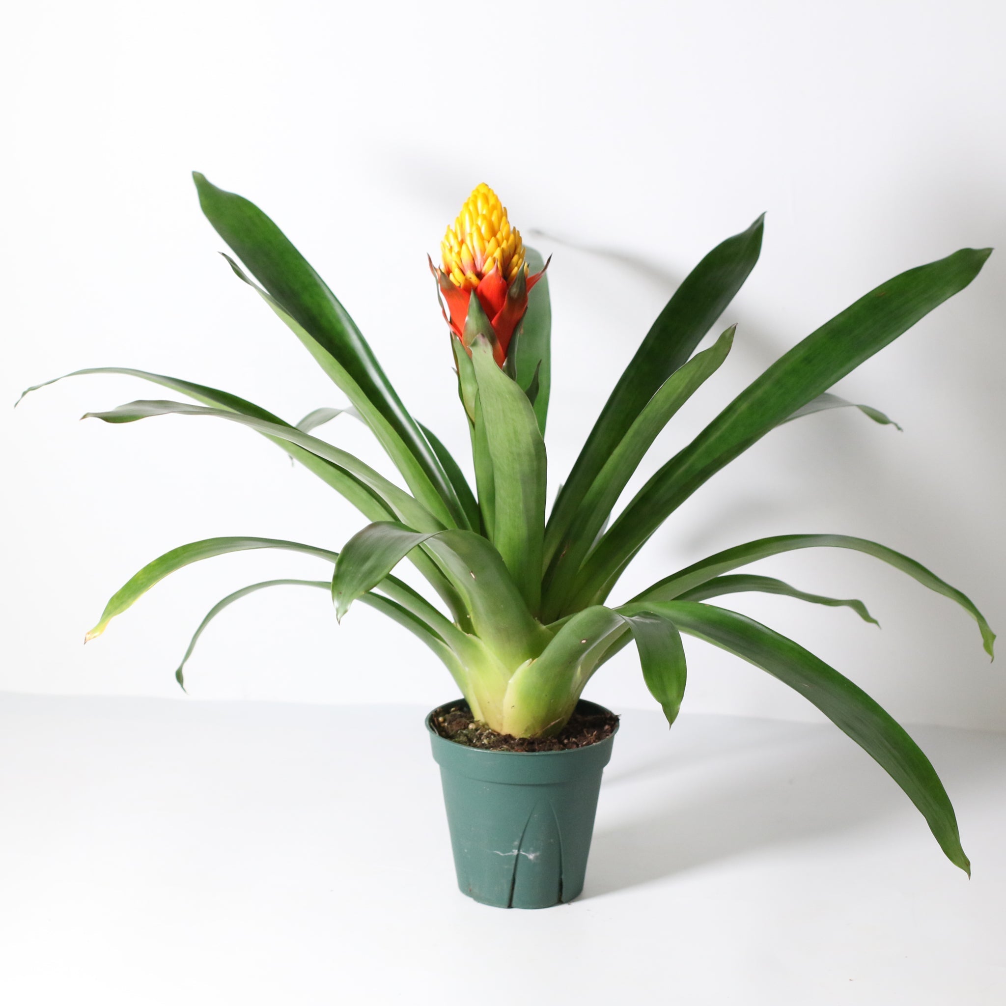 Guzmania Crown (Guzmania Conifera) - Cheeky Garden