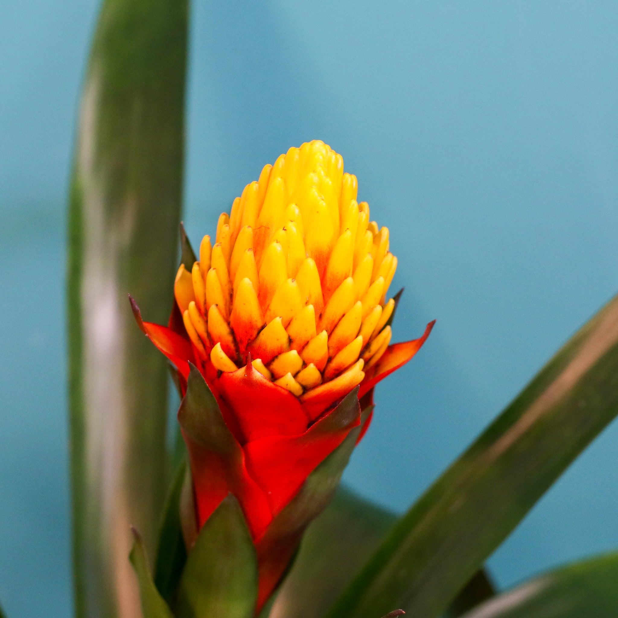 Guzmania Crown (Guzmania Conifera) - Cheeky Garden