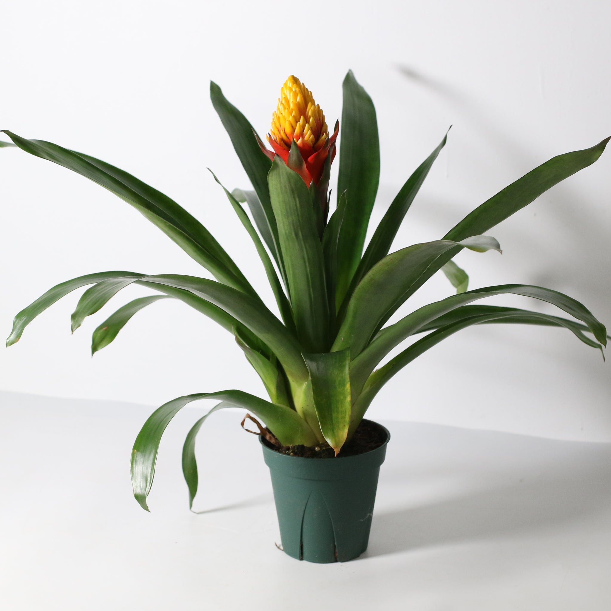 Guzmania Crown (Guzmania Conifera) - Cheeky Garden