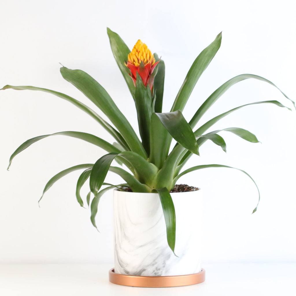 Guzmania Crown (Guzmania Conifera) - Cheeky Garden