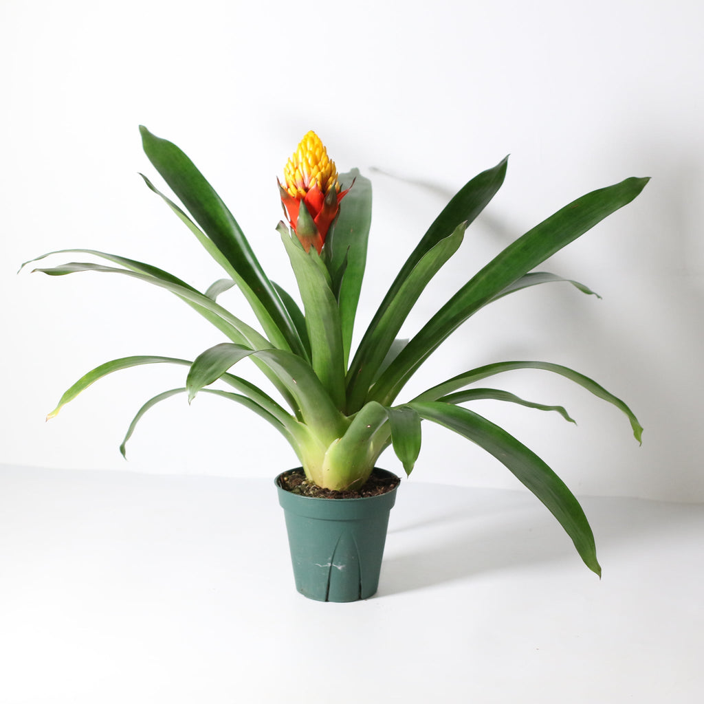 Guzmania Crown (Guzmania Conifera) - Cheeky Garden