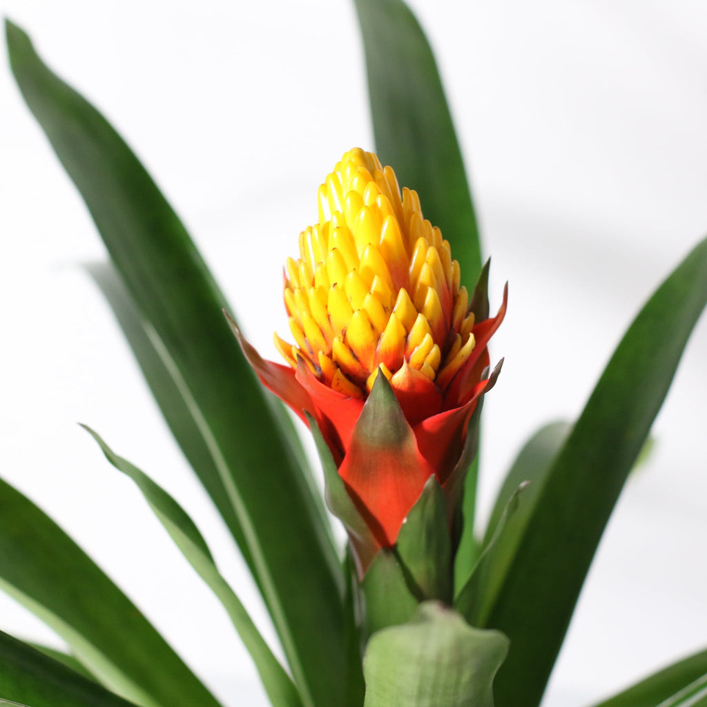Guzmania Crown (Guzmania Conifera) - Cheeky Garden