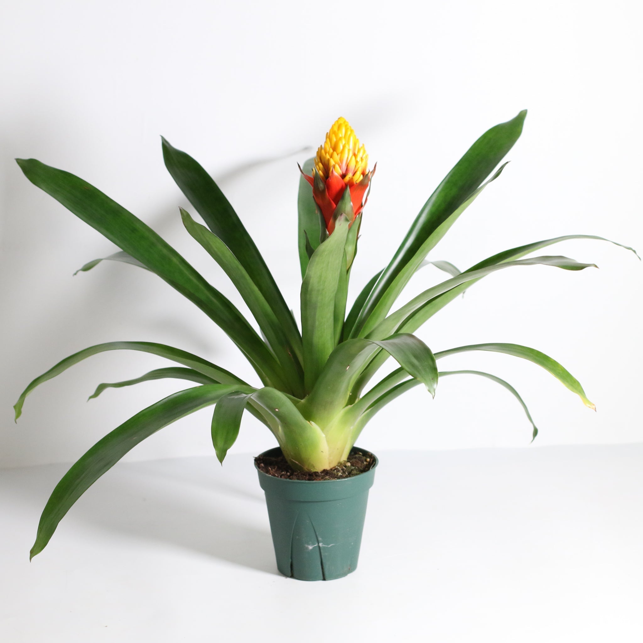 Guzmania Crown (Guzmania Conifera) - Cheeky Garden