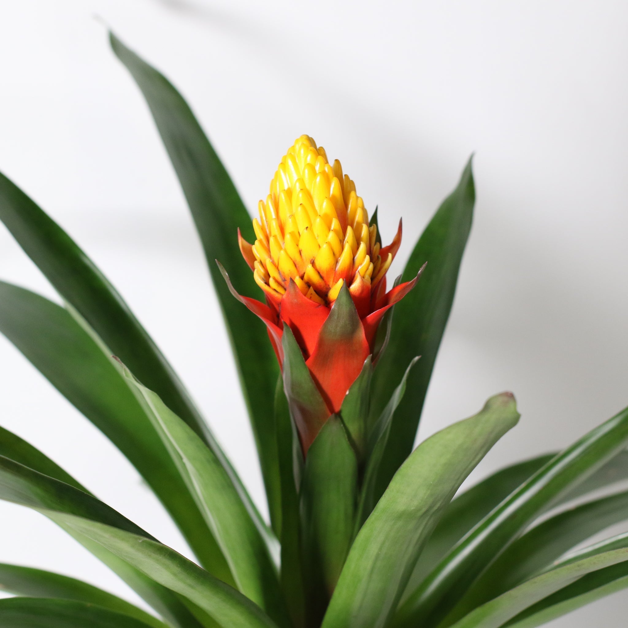 Guzmania Crown (Guzmania Conifera) - Cheeky Garden