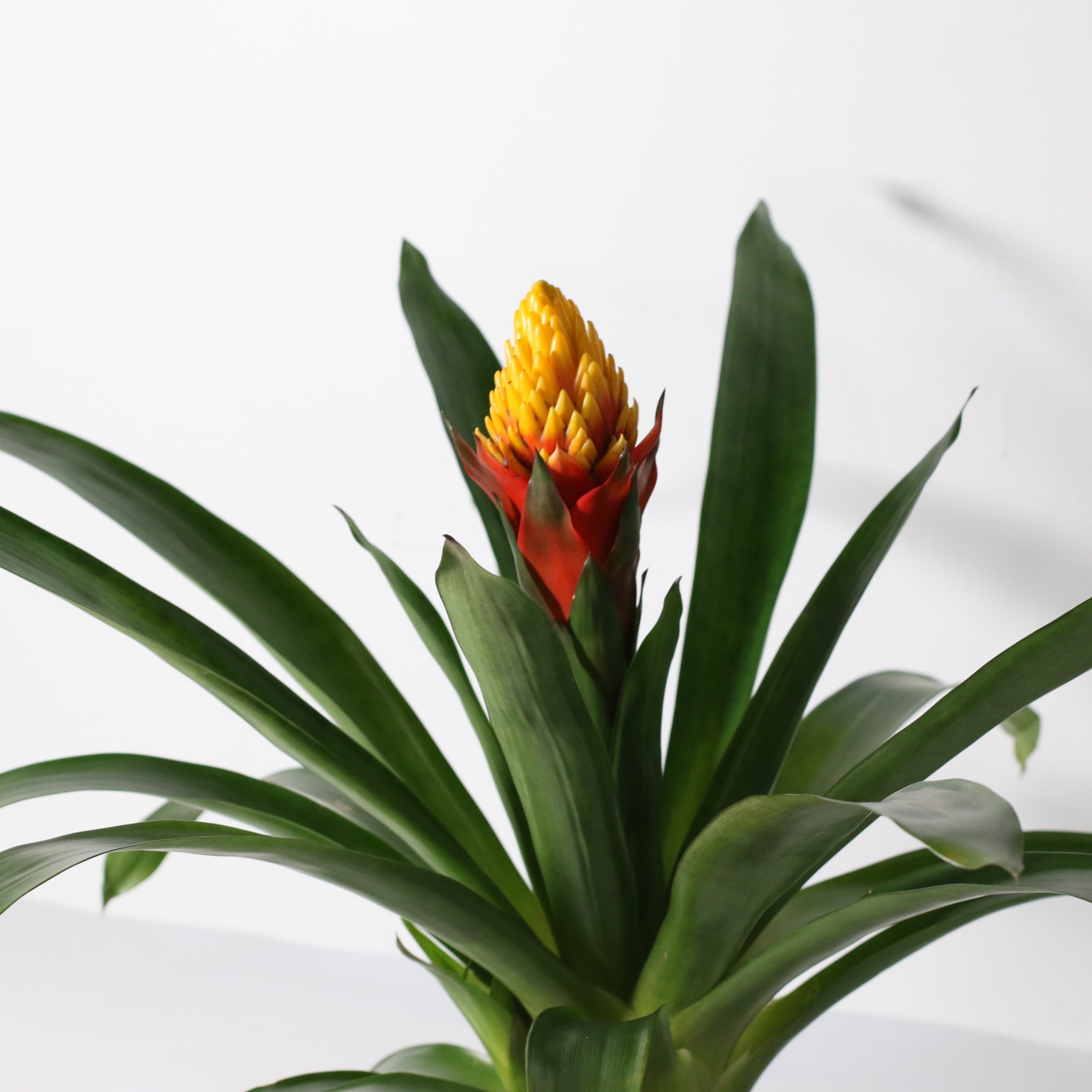 Guzmania Crown (Guzmania Conifera) - Cheeky Garden