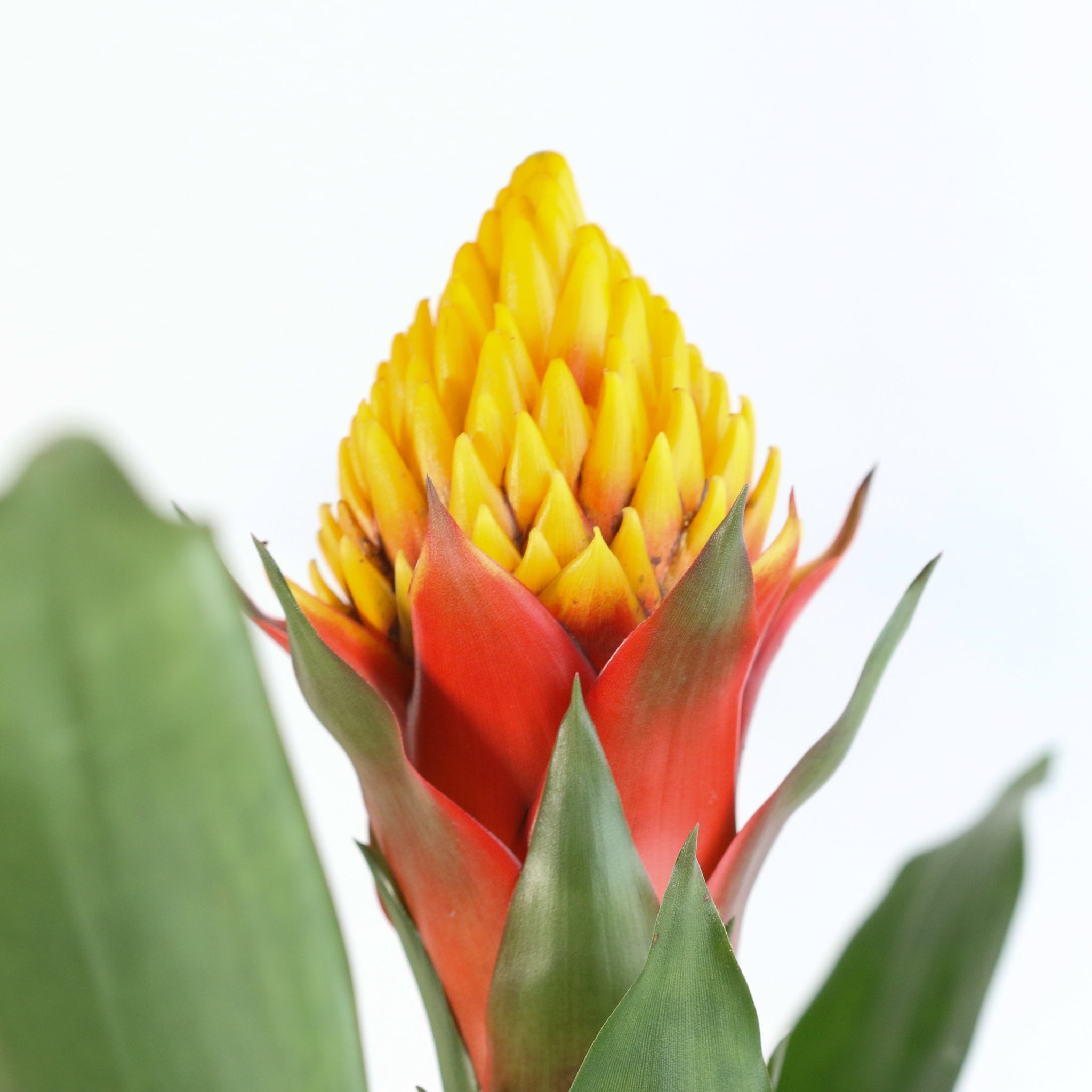 Guzmania Crown (Guzmania Conifera) - Cheeky Garden