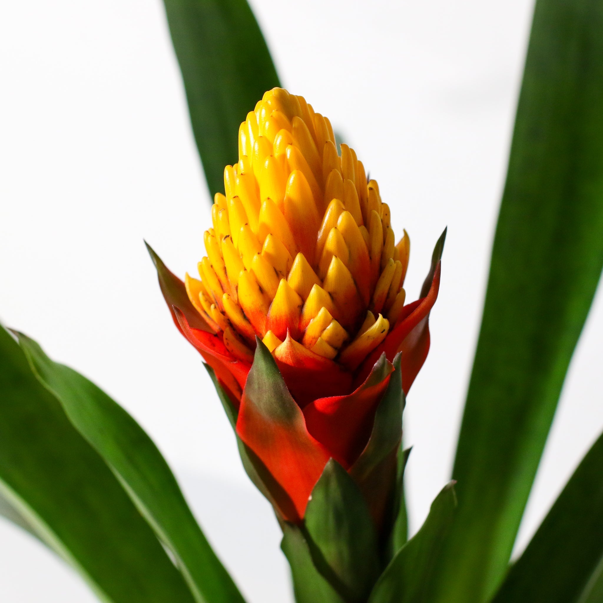 Guzmania Crown (Guzmania Conifera) - Cheeky Garden