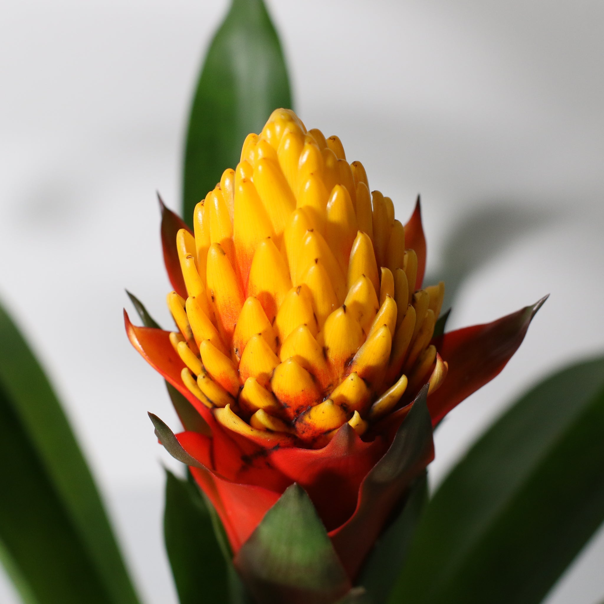 Guzmania Crown (Guzmania Conifera) - Cheeky Garden