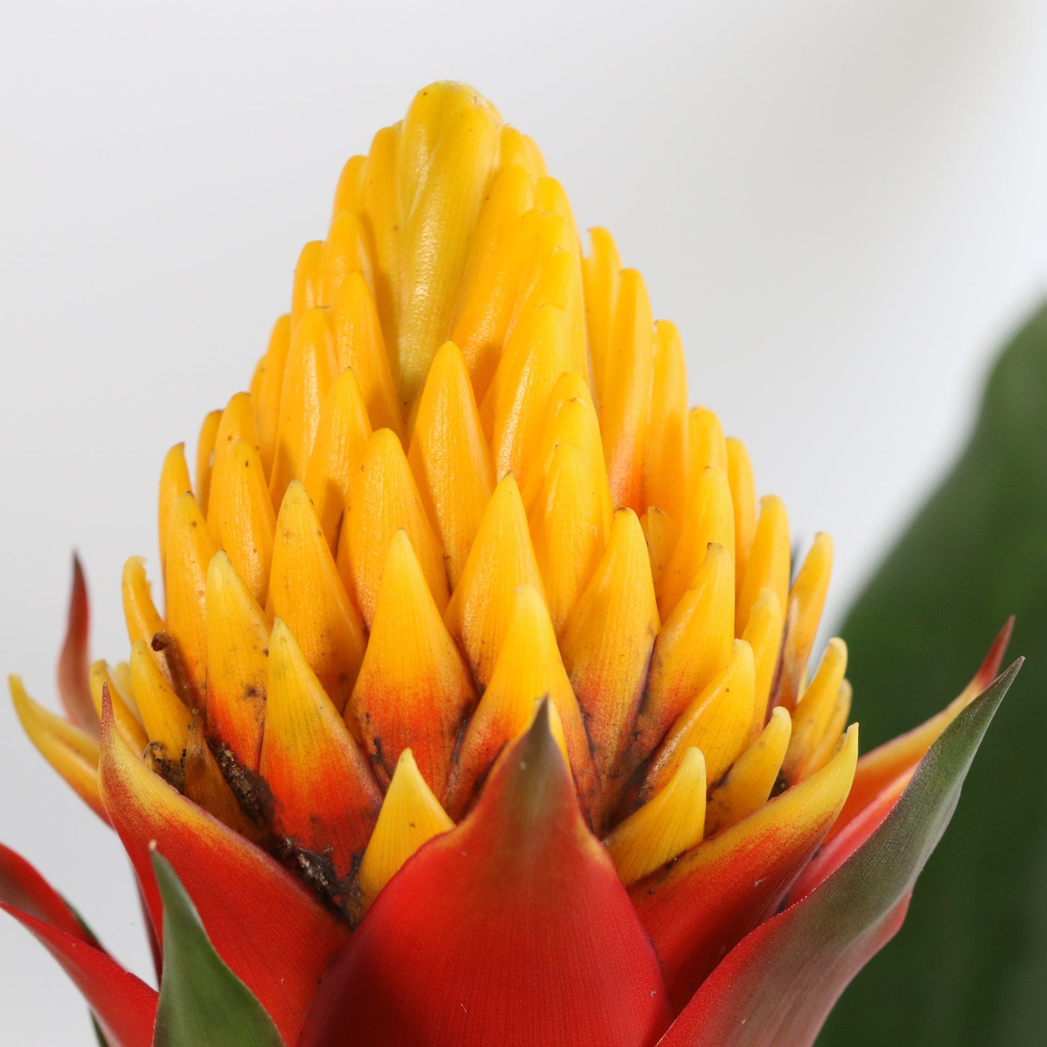 Guzmania Crown (Guzmania Conifera) - Cheeky Garden