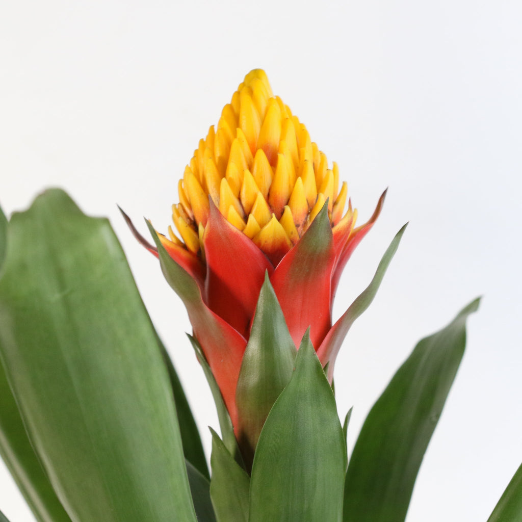 Guzmania Crown (Guzmania Conifera) - Cheeky Garden