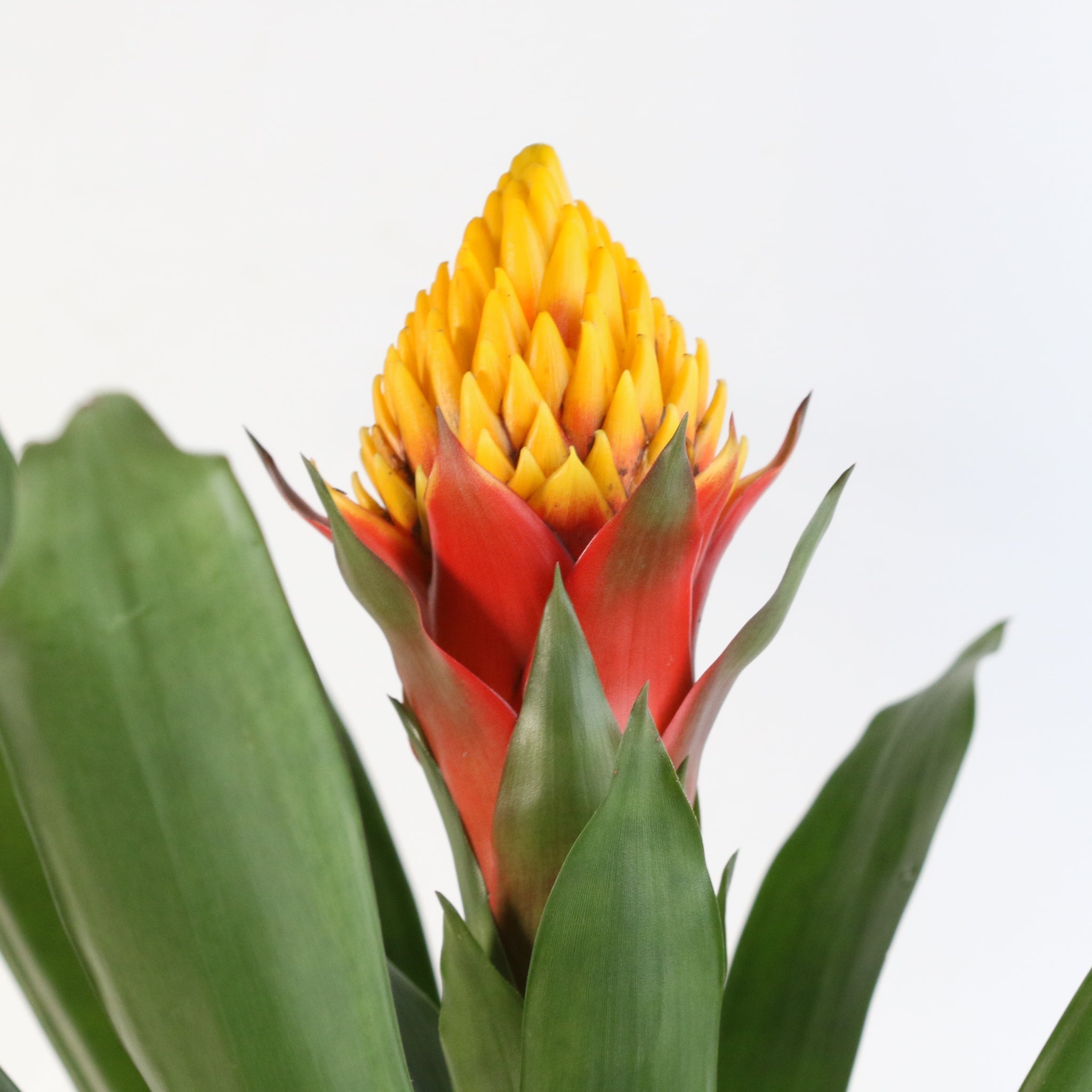 Guzmania Crown (Guzmania Conifera) - Cheeky Garden